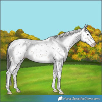 Horse Color:Brown Sabino Rabicano