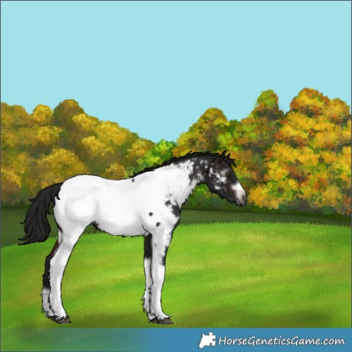 Horse Color:Gray Brown Tobiano Frame Appaloosa Rabicano 