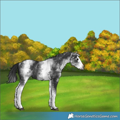 Horse Color:Gray White Spotted Black Splash Rabicano 