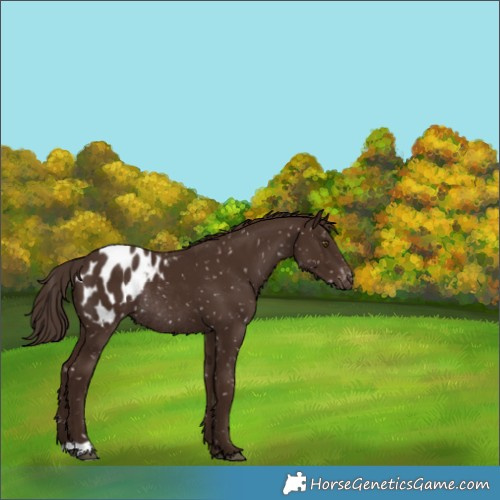 Horse Color:Liver Chestnut Appaloosa Rabicano 