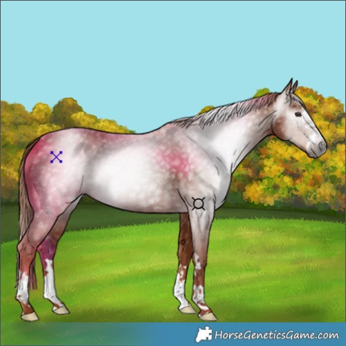Horse Color:Gray Chestnut 