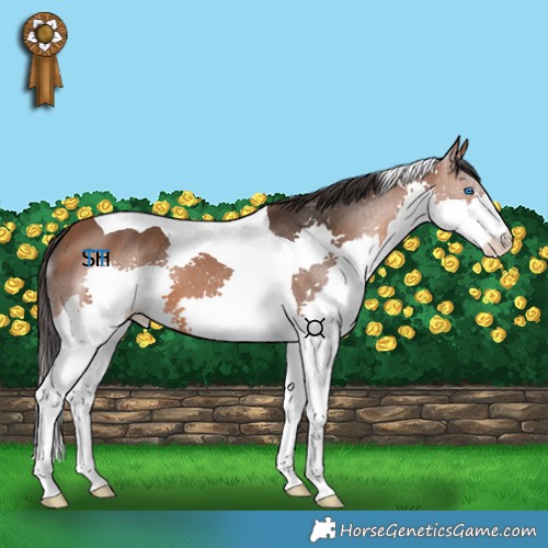 Horse Color:Bay Splash Tobiano 