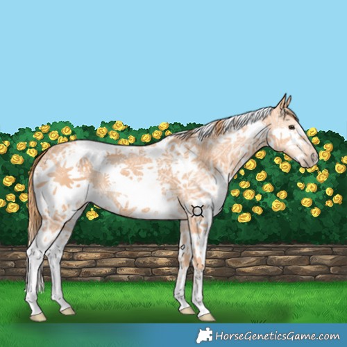 Horse Color:Chestnut Ice Splash Tobiano