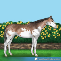 Horse Color:Bay Splash 