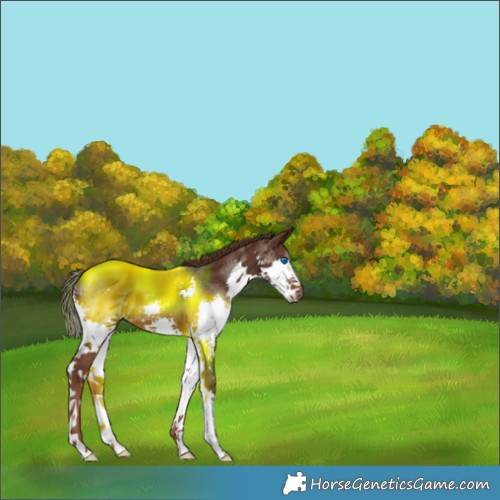Horse Color:Liver Chestnut Splash 