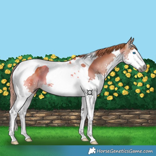 Horse Color:Gray Chestnut Splash Tobiano
