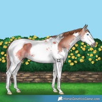 Horse Color:Gray Chestnut Splash Tobiano 