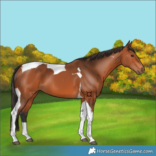 Horse Color:Bay Tobiano 