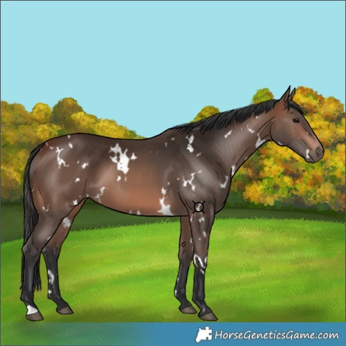 Horse Color:White Spotted Brown 