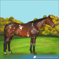 Horse Color:White Spotted Brown