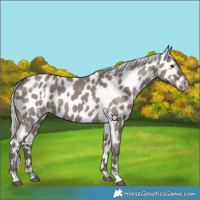 Horse Color:White Spotted Silver Grullo Appaloosa 