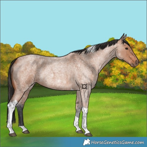 Horse Color:Bay Roan Tobiano