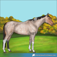 Horse Color:Bay Roan Tobiano