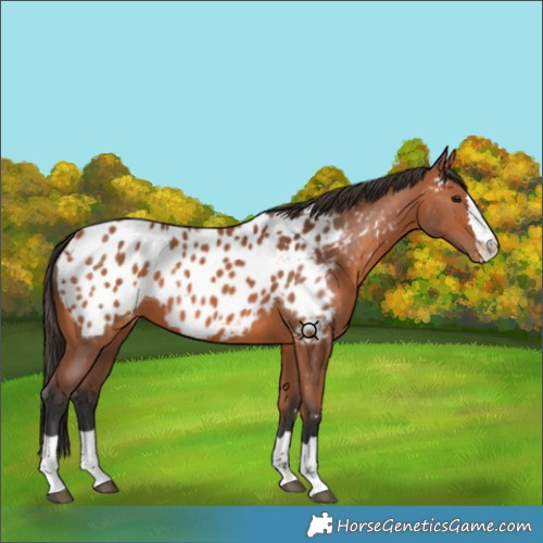Horse Color:Bay Near Leopard