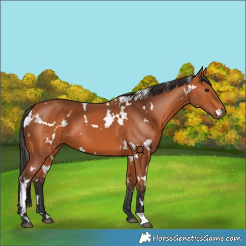 Horse Color:White Spotted Bay 