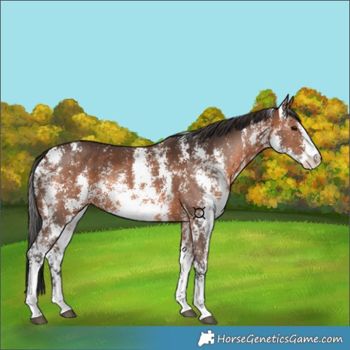 Horse Color:Brown Sabino 