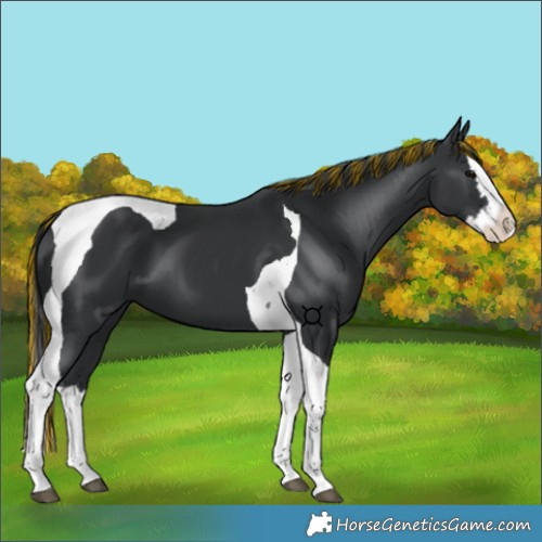 Horse Color:Painted Black Splash Tobiano 