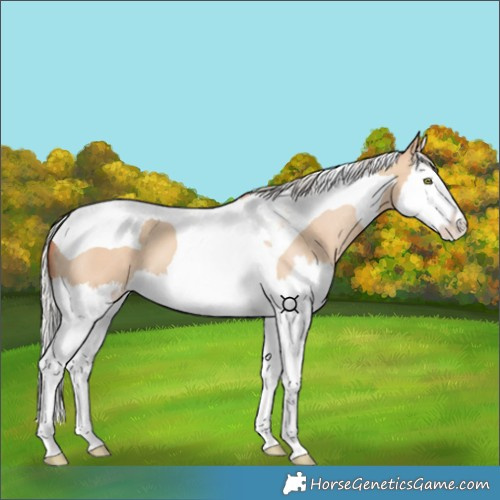 Horse Color:Silver Classic Champagne Dun Splash Tobiano