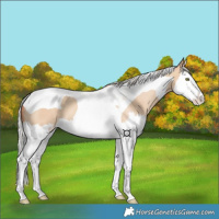 Horse Color:Silver Classic Champagne Dun Splash Tobiano 