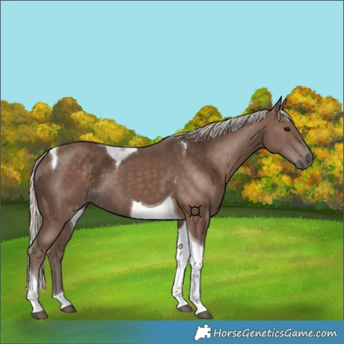 Horse Color:Silver Black Tobiano 