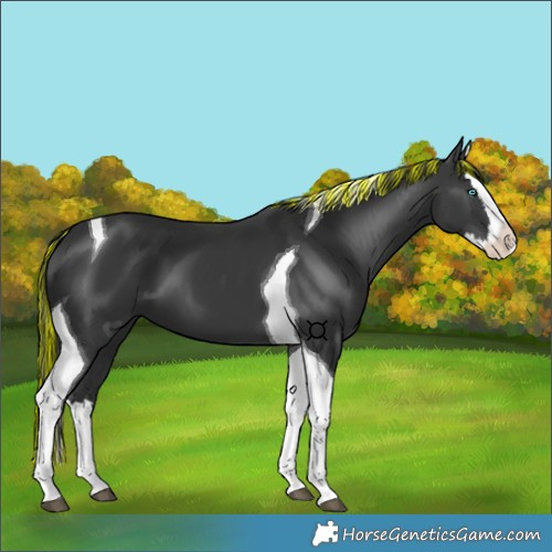 Horse Color:Painted Black Splash Tobiano 