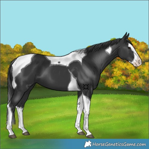 Horse Color:Black Splash Tobiano