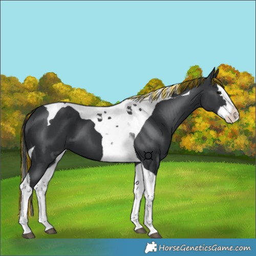Horse Color:Painted Black Splash Tobiano