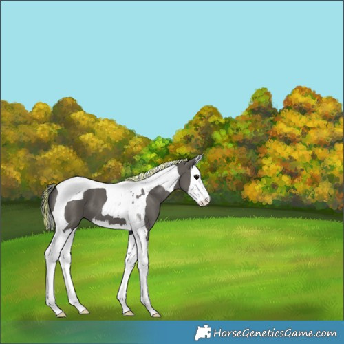 Horse Color:Painted Grullo Splash Tobiano 