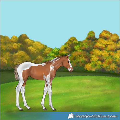 Horse Color:Chestnut Splash Tobiano 