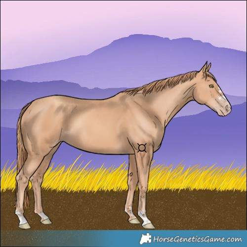 Horse Color:Gold Champagne 