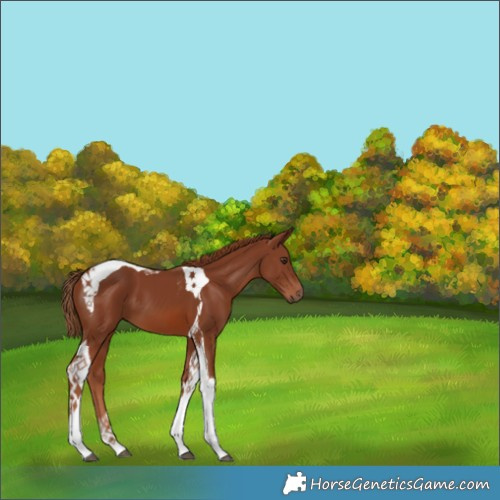 Horse Color:Chestnut Tobiano 