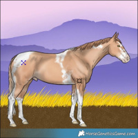 Horse Color:Gold Champagne Splash Tobiano 