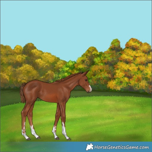Horse Color:Chestnut 