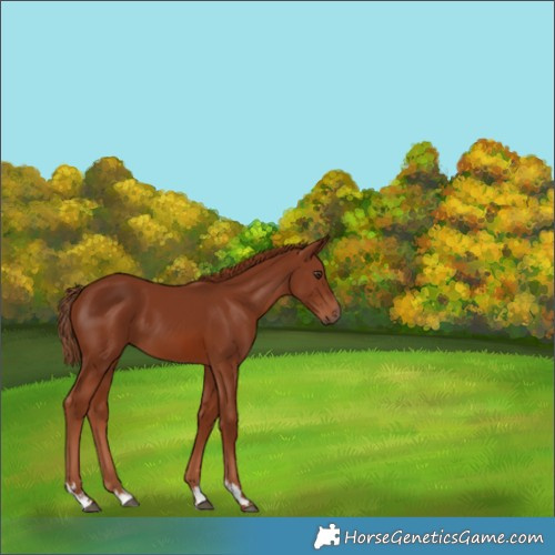 Horse Color:Chestnut 