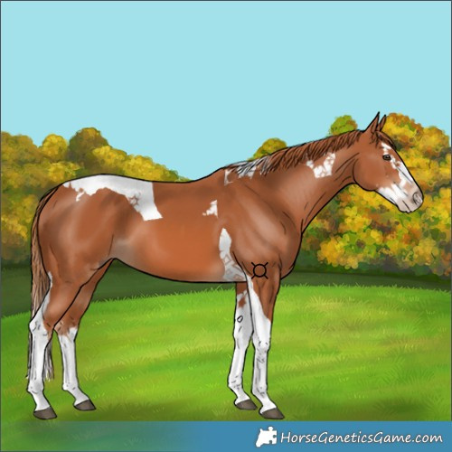 Horse Color:Chestnut Splash Tobiano