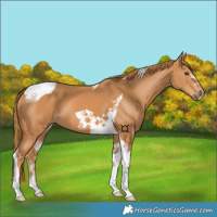 Horse Color:Chestnut Tobiano