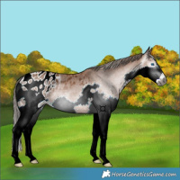 Horse Color:Gray Bay Splash Appaloosa Rabicano 