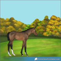 Horse Color:Gray Bay Dun