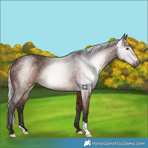 Horse Color:Gray Silver Bay 