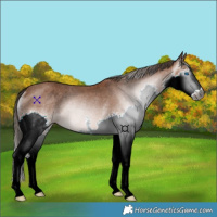 Horse Color:Gray Bay Splash Appaloosa Rabicano