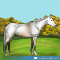 Horse Color:Gray Buckskin