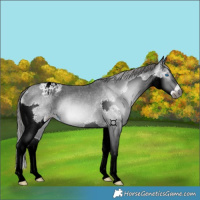 Horse Color:Gray Black Splash Appaloosa Rabicano