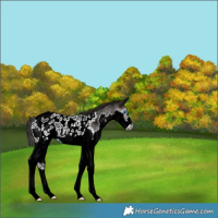 Horse Color:Gray Bay Splash Appaloosa