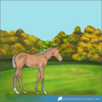 Horse Color:Gray Silver Perlino