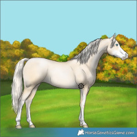 Horse Color:Palomino Pearl Sabino 