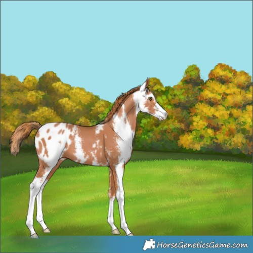 Horse Color:Chestnut Sabino Blanket 