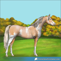 Horse Color:Gray Palomino Pearl Sabino 