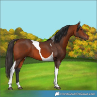Horse Color:Bay Tobiano 