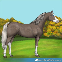 Horse Color:Silver Black Sabino Splash