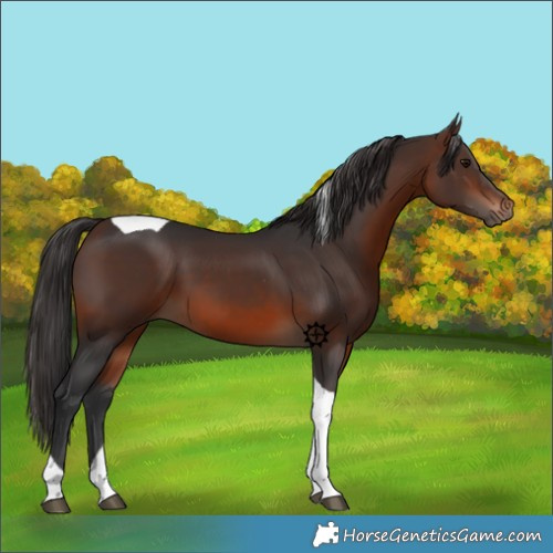 Horse Color:Brown Tobiano 